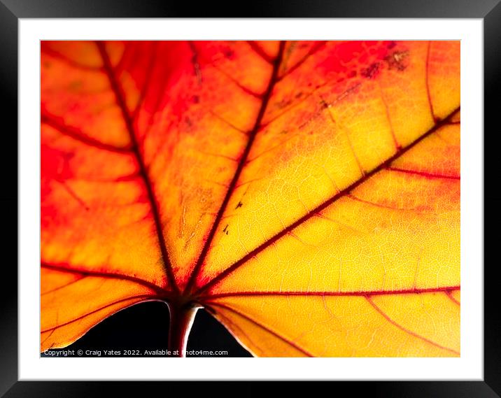 Autumn Leaf close up Framed Mounted Print by Craig Yates