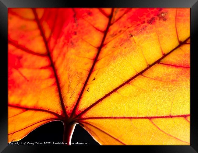 Autumn Leaf close up Framed Print by Craig Yates