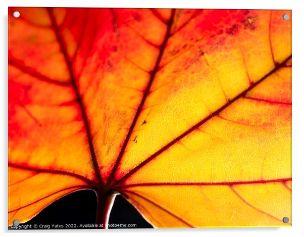 Autumn Leaf close up Acrylic by Craig Yates