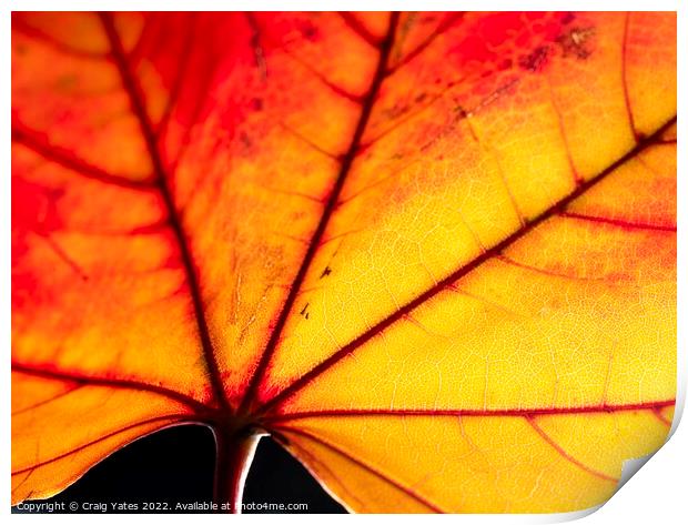 Autumn Leaf close up Print by Craig Yates