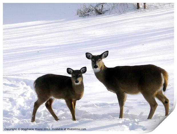 Doe and fawn Print by Stephanie Moore