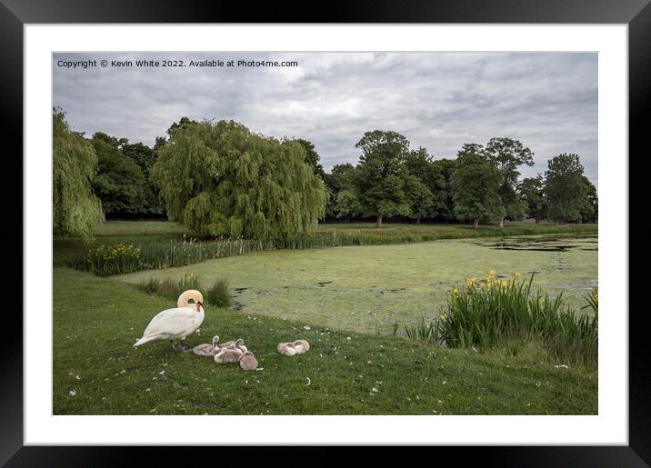 Swan with cygnets at Hampton Wick Pond Framed Mounted Print by Kevin White