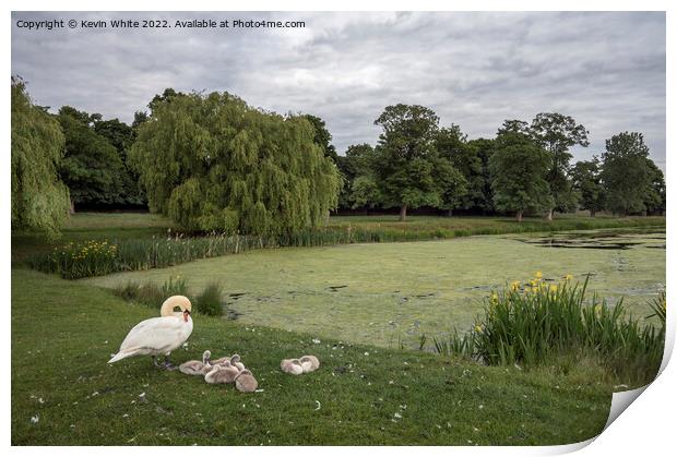 Swan with cygnets at Hampton Wick Pond Print by Kevin White