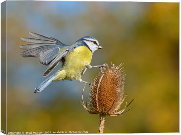 Blue tit on a Teasel Canvas Print by Brett Pearson