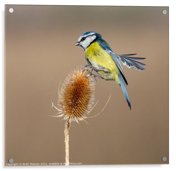 Blue tit on a Teasel Acrylic by Brett Pearson