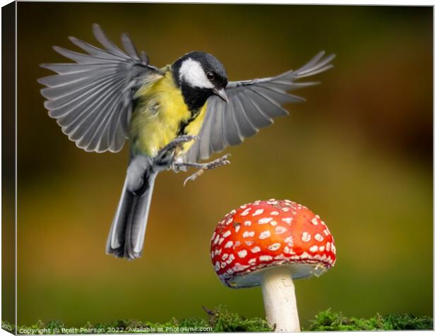 Hovering Great tit Canvas Print by Brett Pearson