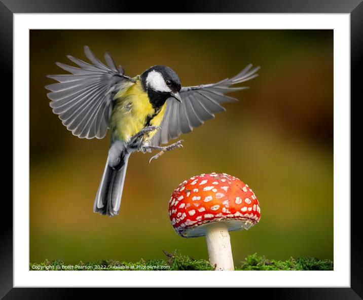 Hovering Great tit Framed Mounted Print by Brett Pearson