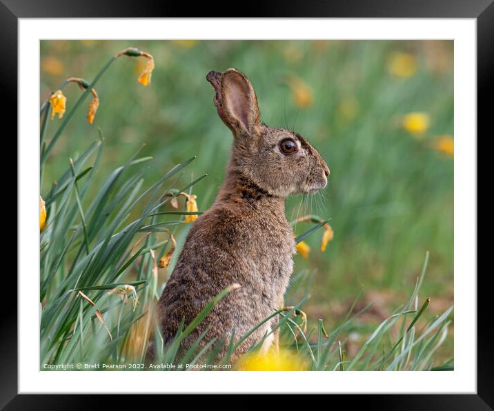 Spring Bunny Framed Mounted Print by Brett Pearson