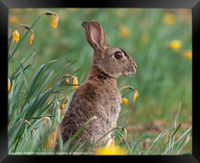 Spring Bunny Framed Print by Brett Pearson