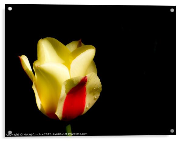 Tulip Acrylic by Maciej Czuchra