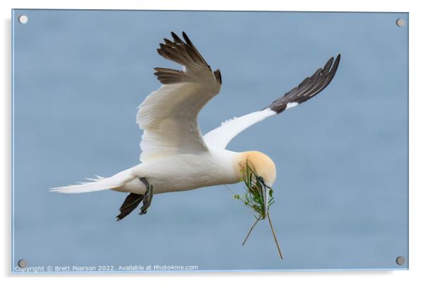 Gannet in flight Acrylic by Brett Pearson