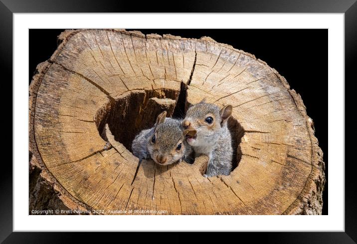 Grey Squirrels Framed Mounted Print by Brett Pearson