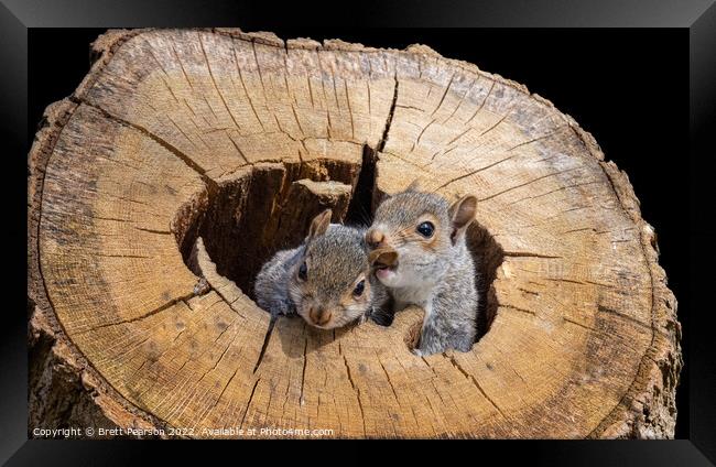 Grey Squirrels Framed Print by Brett Pearson