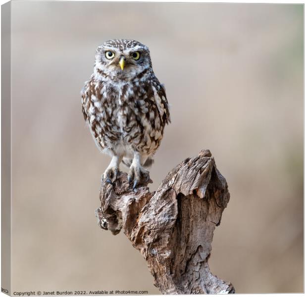 Little Owl Canvas Print by Janet Burdon