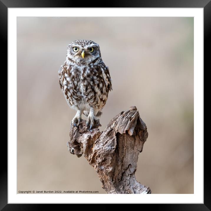 Little Owl Framed Mounted Print by Janet Burdon