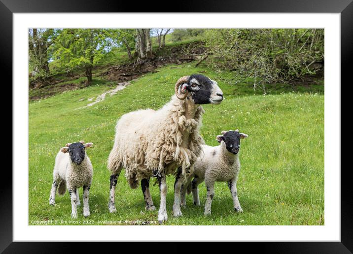Swaledale ewe and lambs Framed Mounted Print by Jim Monk
