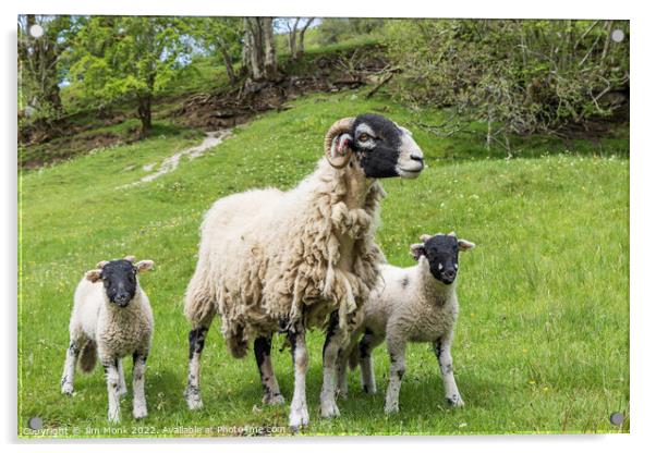 Swaledale ewe and lambs Acrylic by Jim Monk
