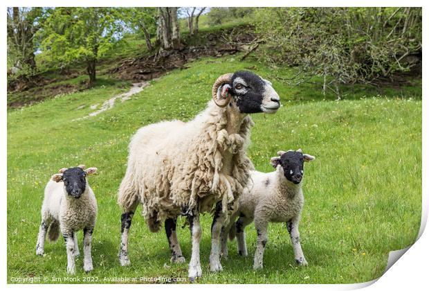 Swaledale ewe and lambs Print by Jim Monk