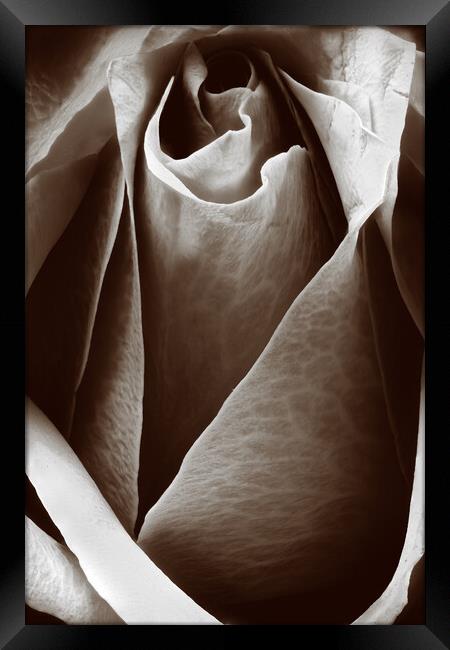 Closeup of a rose in sepia Framed Print by youri Mahieu