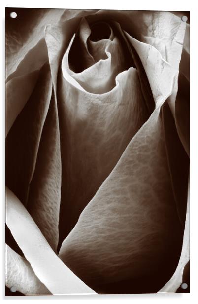 Closeup of a rose in sepia Acrylic by youri Mahieu