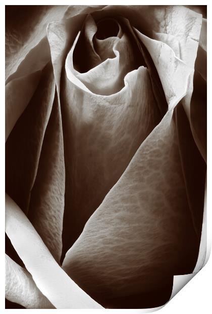 Closeup of a rose in sepia Print by youri Mahieu