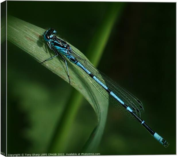 COMMON BLUE DAMSELFLY Canvas Print by Tony Sharp LRPS CPAGB