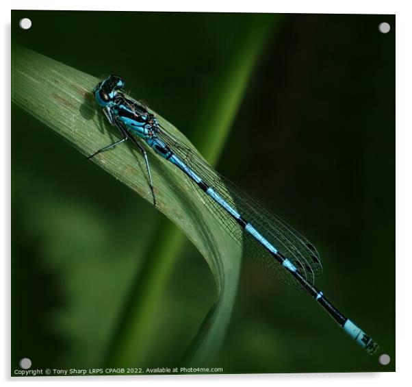 COMMON BLUE DAMSELFLY Acrylic by Tony Sharp LRPS CPAGB