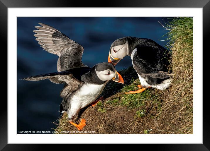 Joyful Puffin Returns Home Framed Mounted Print by Don Nealon