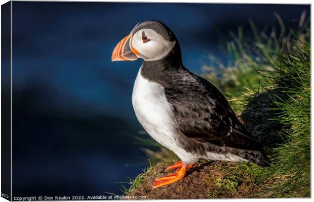 Lonely Puffin Awaits Canvas Print by Don Nealon