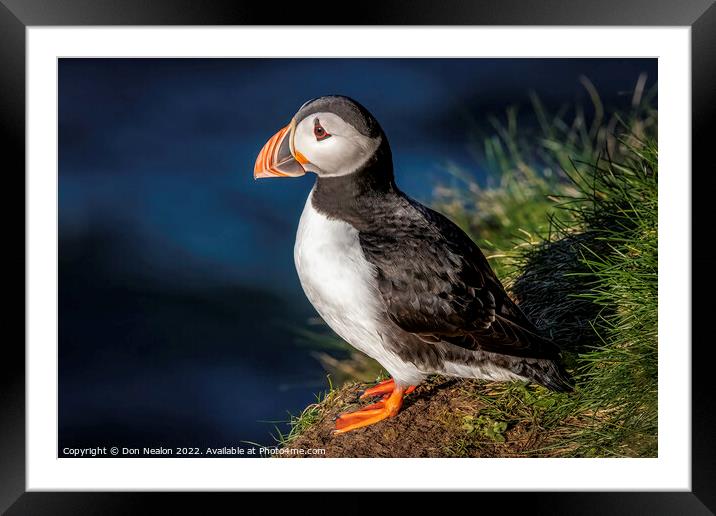 Lonely Puffin Awaits Framed Mounted Print by Don Nealon