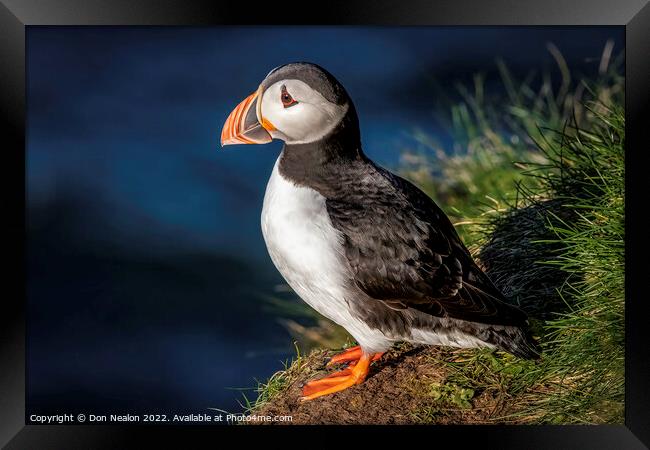 Lonely Puffin Awaits Framed Print by Don Nealon