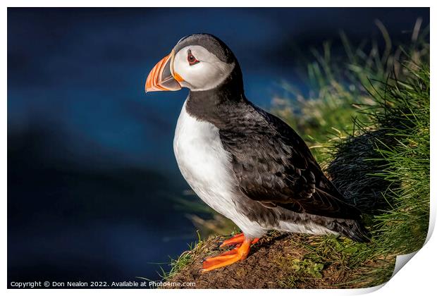 Lonely Puffin Awaits Print by Don Nealon