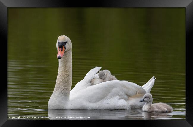 Mute Swans Framed Print by Brett Pearson