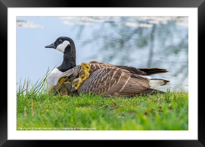 Canadian Goose and Goslings Framed Mounted Print by Brett Pearson