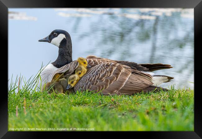 Canadian Goose and Goslings Framed Print by Brett Pearson
