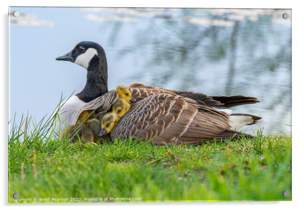 Canadian Goose and Goslings Acrylic by Brett Pearson