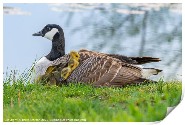 Canadian Goose and Goslings Print by Brett Pearson