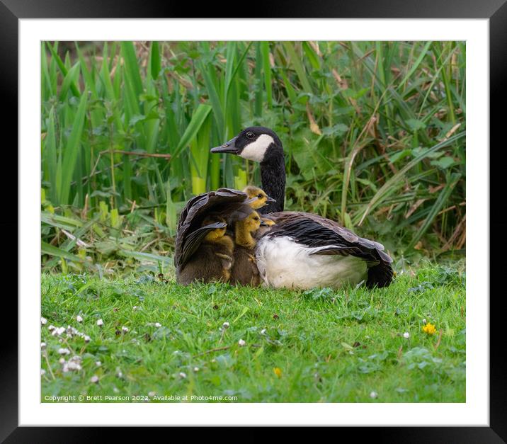 Canadian Goose and Goslings Framed Mounted Print by Brett Pearson