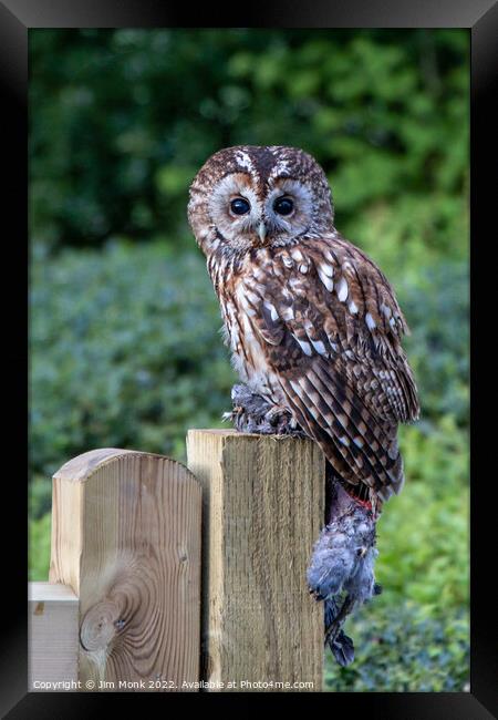 Tawny Owl Framed Print by Jim Monk