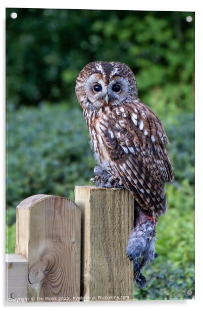 Tawny Owl Acrylic by Jim Monk