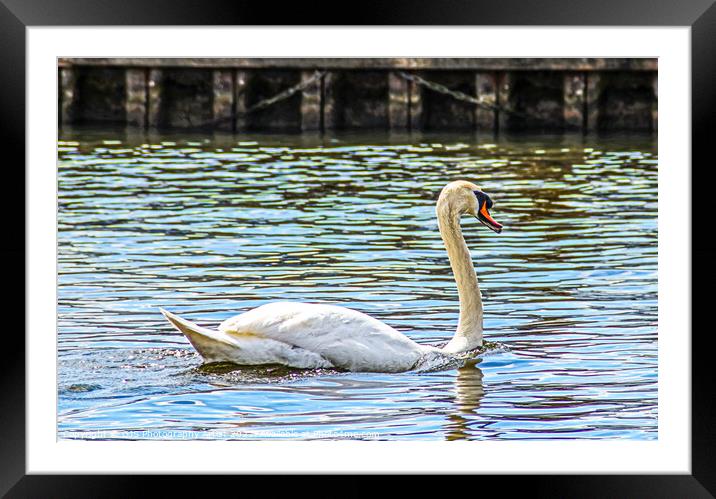 Gracefull Swan On The Norfolk Broads Framed Mounted Print by GJS Photography Artist