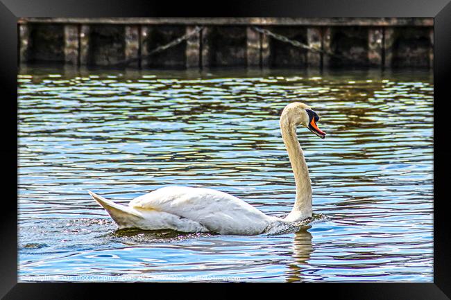 Gracefull Swan On The Norfolk Broads Framed Print by GJS Photography Artist