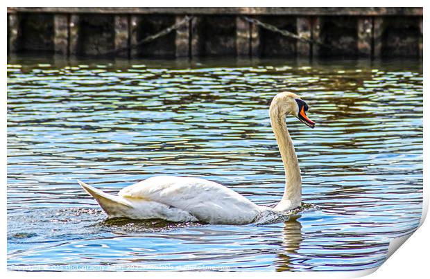 Gracefull Swan On The Norfolk Broads Print by GJS Photography Artist