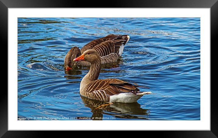 Grey Lag Geese On The Norfolk Broads Framed Mounted Print by GJS Photography Artist