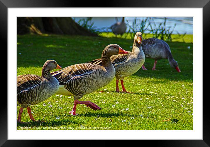 Looking Looking Looking Eating Framed Mounted Print by GJS Photography Artist