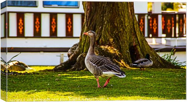 Grey Lag Goose Posing Canvas Print by GJS Photography Artist
