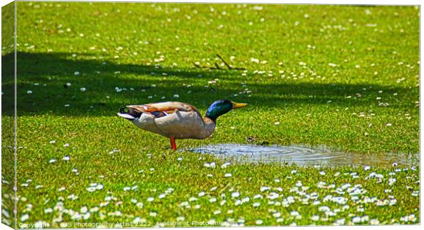 Wild Duck Drinks Canvas Print by GJS Photography Artist
