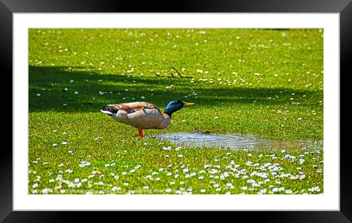 Wild Duck Drinks Framed Mounted Print by GJS Photography Artist