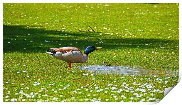 Wild Duck Drinks Print by GJS Photography Artist