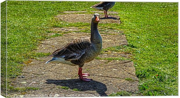 Goose on the Loose Canvas Print by GJS Photography Artist